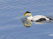 Eider à duvet