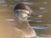 Behind the Reeds