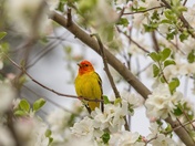 Mr Tanager
