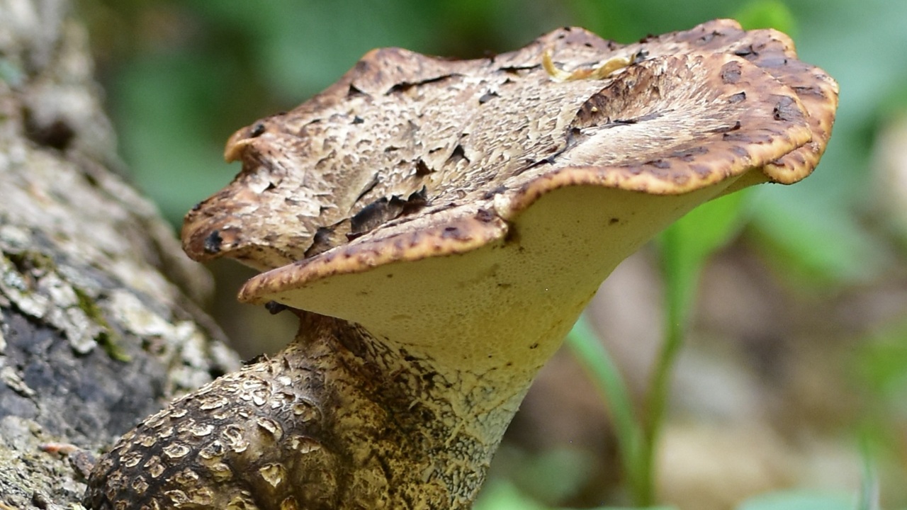 The Dryad's Saddle Mushroom