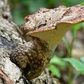 Previous upload