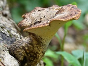 The Dryad's Saddle Mushroom