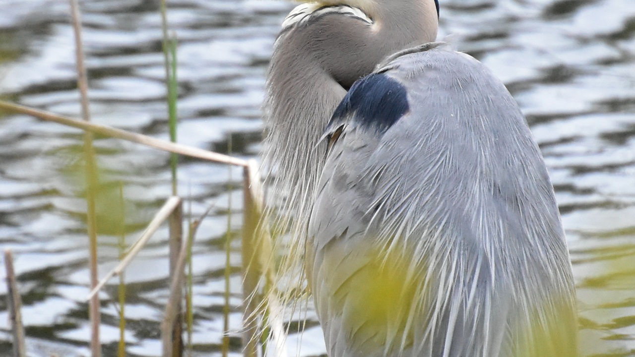 The Great Blue Heron