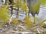 The Great Blue Heron