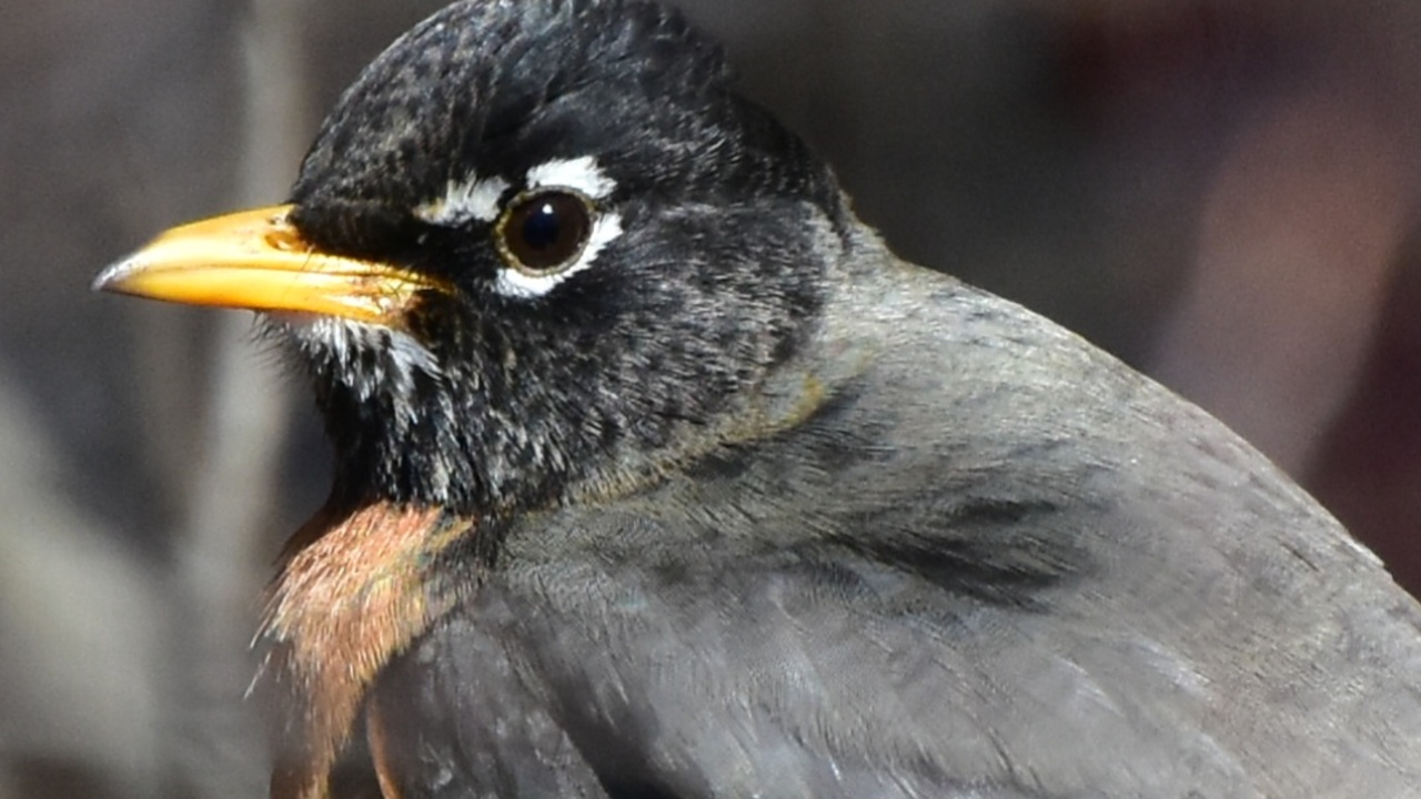 The Spring Robin