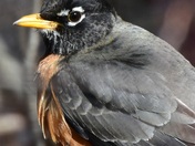 The Spring Robin