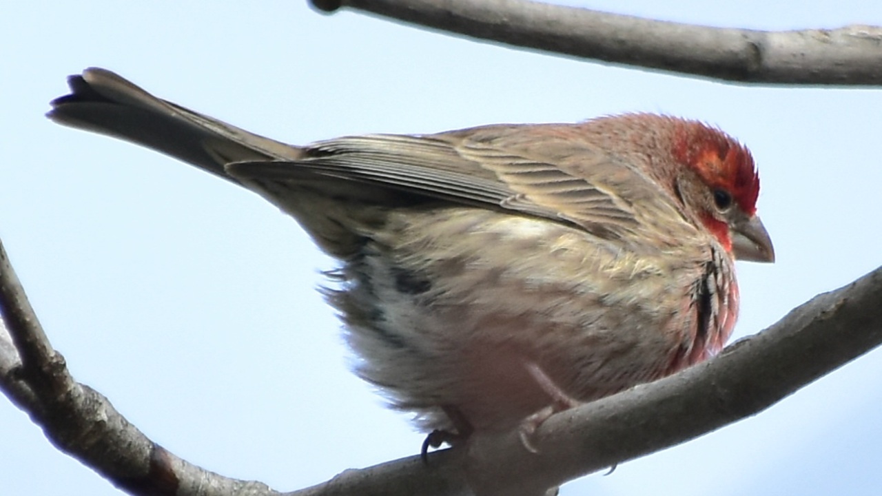 Male House Finch