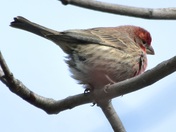Male House Finch