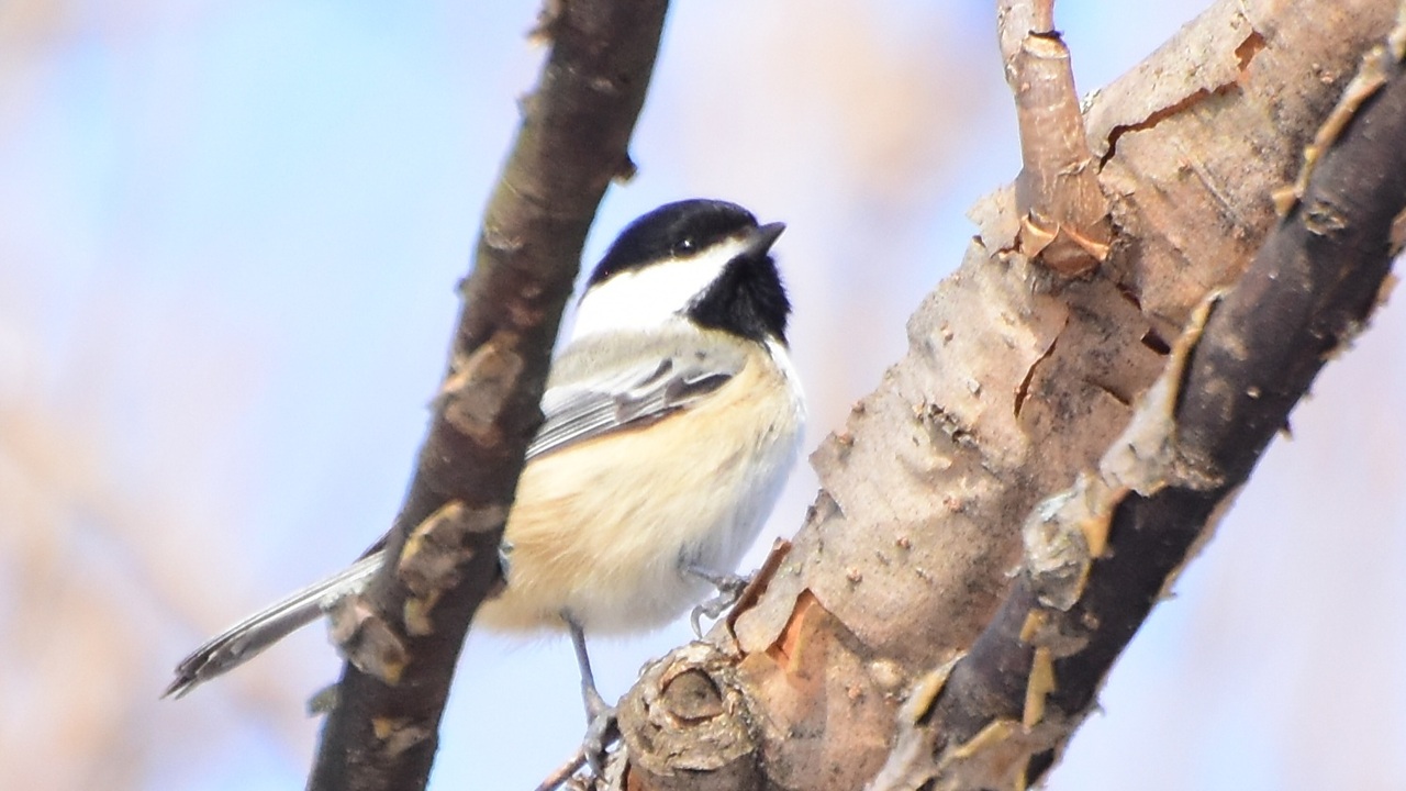 Chickadee Dee Dee