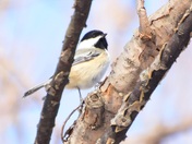 Chickadee Dee Dee