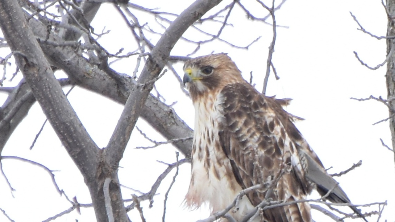 Red Tailed Hawk