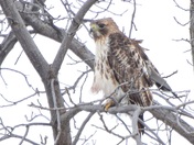 Red Tailed Hawk