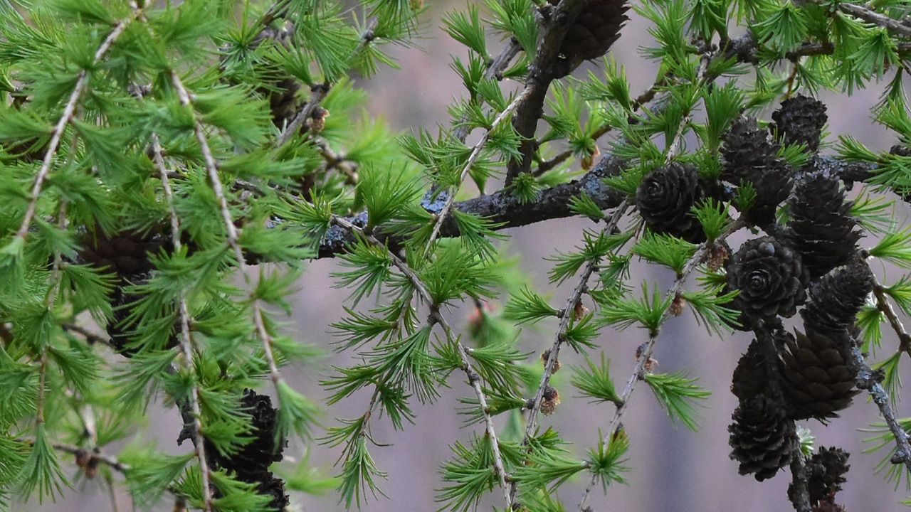 Larch