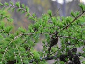 Larch