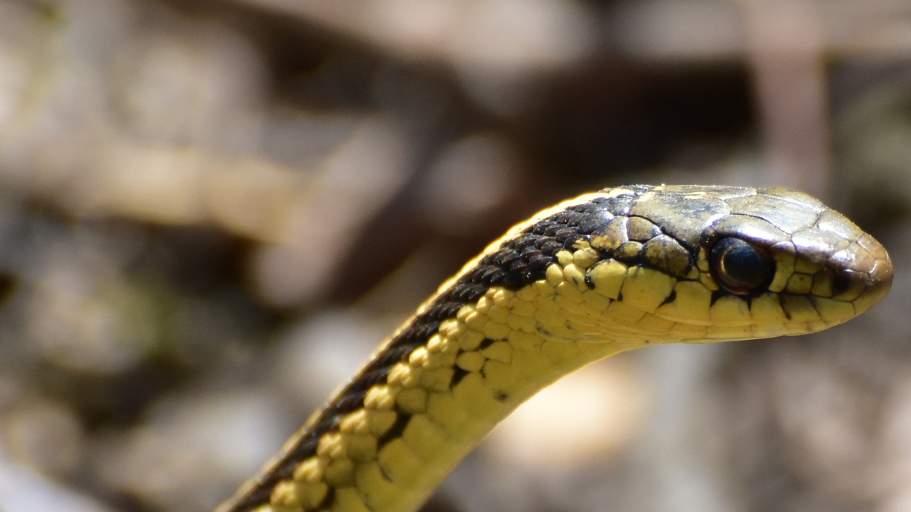 Garter Snake