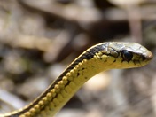 Garter Snake