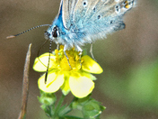 The Eastern Tailed-Blue Butterfly (Cupido comyntas)