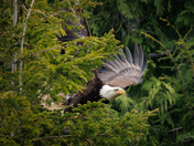 Bald Egale in the trees