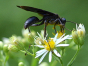 Blue-winged wasps