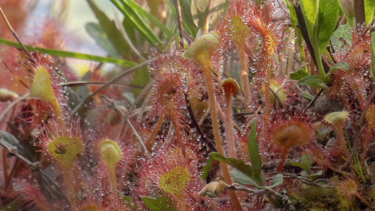 Honey dews, Carnivorous pond plant