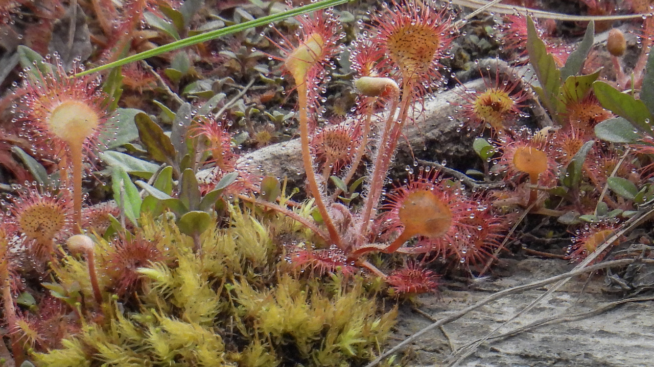 Honey dews, Carnivorous pond plant