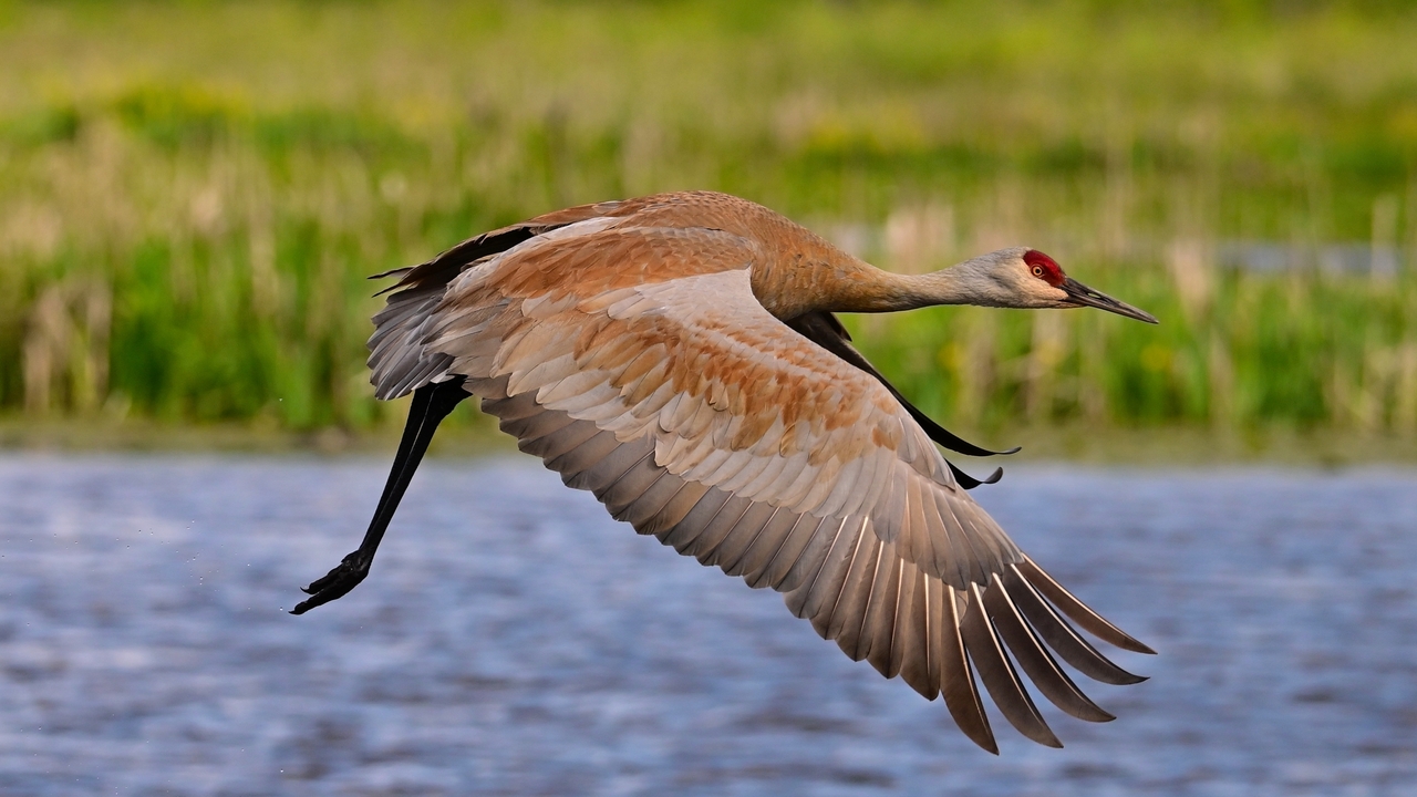 Sandhill Crane