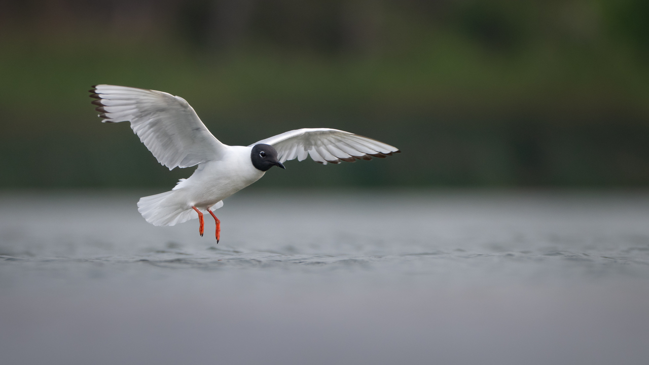 A Soft Landing