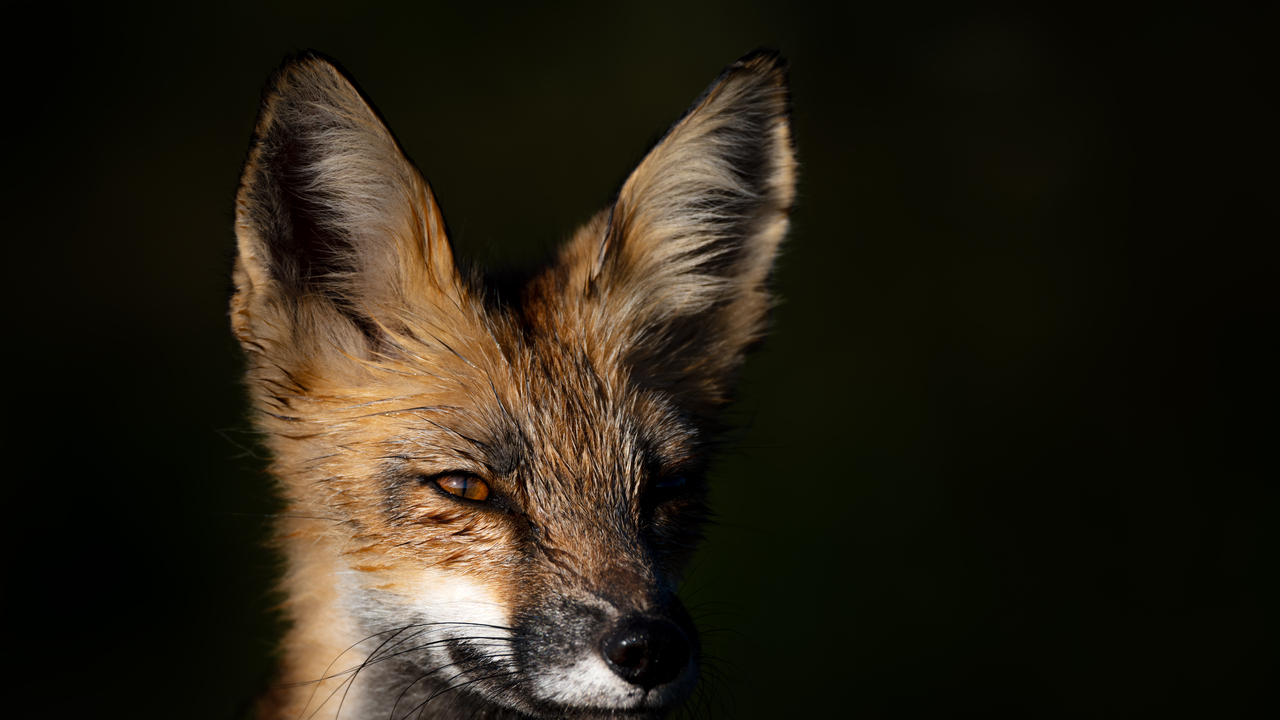 A Fox in the Sun
