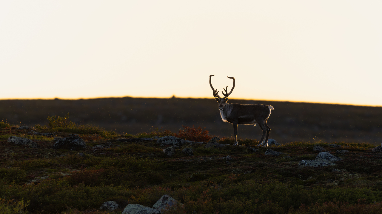 Life on the Barrens
