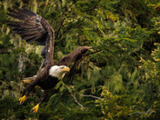 Bald Eagle launching from a branch