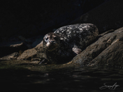 Harbour seal in the light