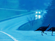 Gobbler Road 