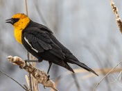Yellow-headed blackbird