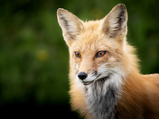 Portrait of a Vixen