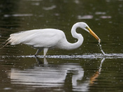 Great Egret