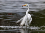 Great Egret