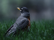 Robin in the yard