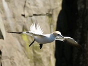 Coming in for landing