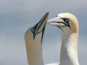 Love is in the air