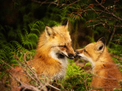 Foxy Curiosity