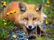 Meadow Sentinel
