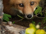 Attentive Gaze
