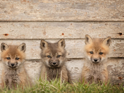 Three Fluffs