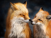 Foxy Elegance
