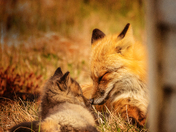 Love Of A Mother