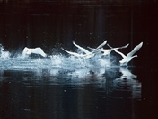 Swan take off