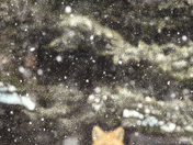 Vulpine Devotion