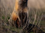 Amber eyes