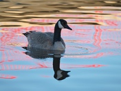 Canada Goose in reflections