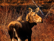 Highland Grazing